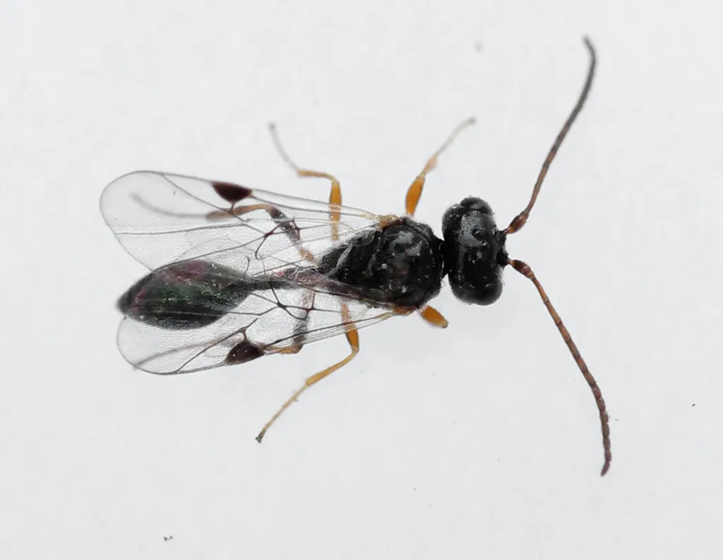 Helorus ruficornis - photo 3