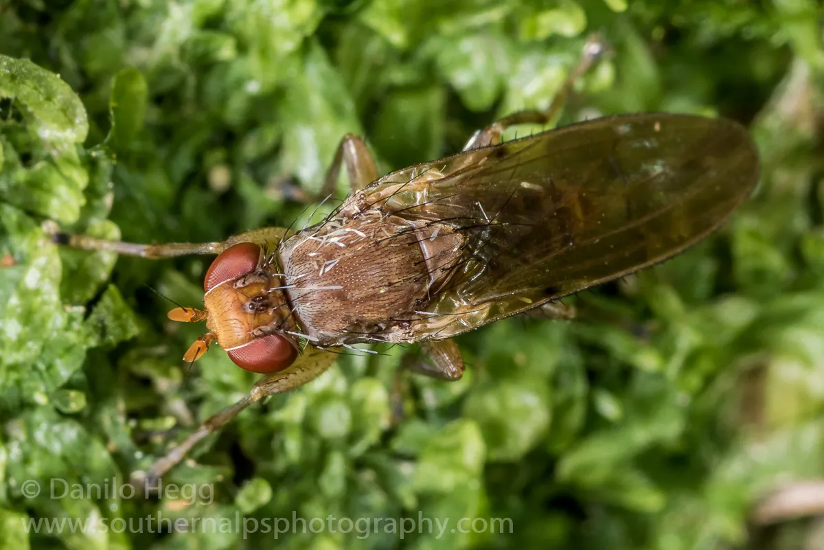 Helosciomyzidae - photo 3