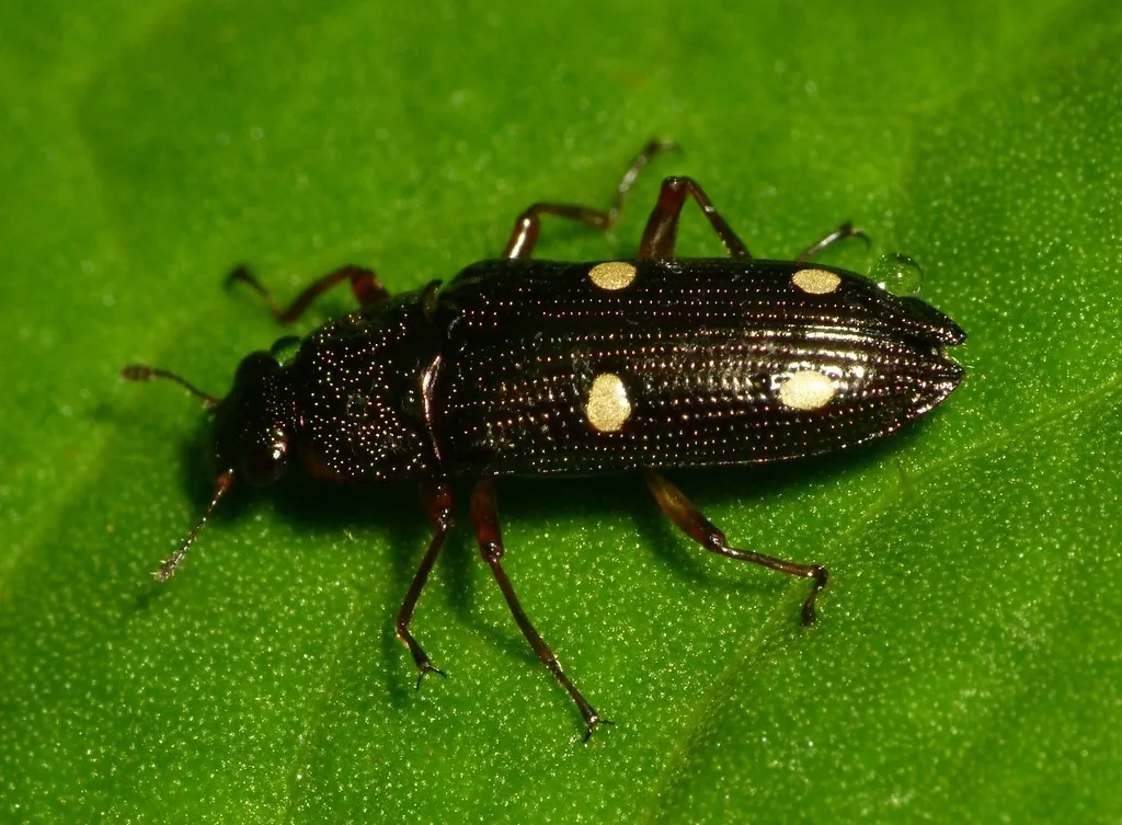 Helotidae - photo 2