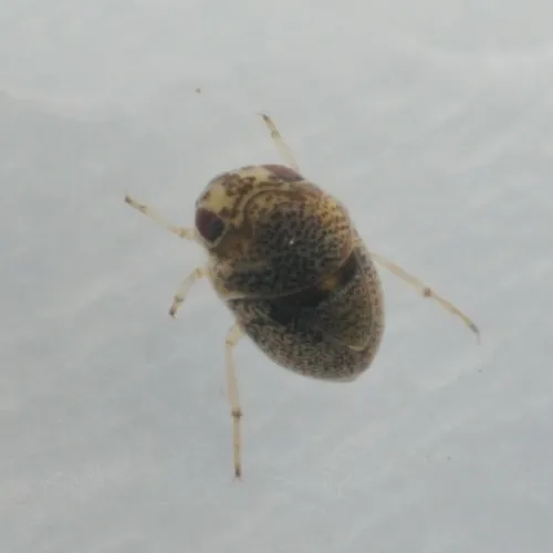 Hemispherical Backswimmers - Helotrephidae
