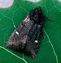 Kidney-spotted Rustic - Hodges#9453