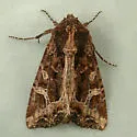 Kidney-spotted Rustic - Hodges#9453 - photo 2