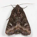Kidney-spotted Rustic - Hodges#9453 - photo 3
