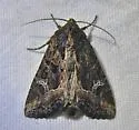 Kidney-spotted Rustic - Hodges#9453 - photo 5