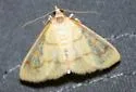 Helvibotys helvialis - Hodges#4980