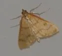 Helvibotys helvialis - Hodges#4980 - photo 2