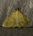 Helvibotys helvialis - Hodges#4980 - photo 3