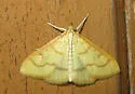 Helvibotys helvialis - Hodges#4980 - photo 4
