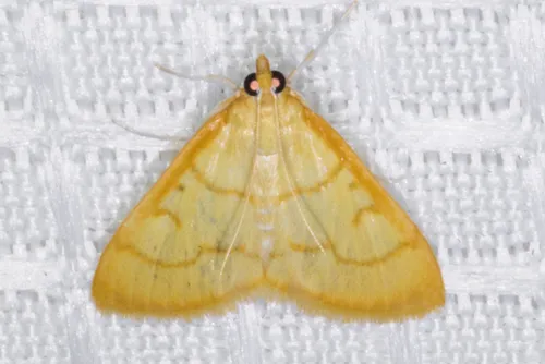 Helvibotys pseudohelvialis - Hodges#4981