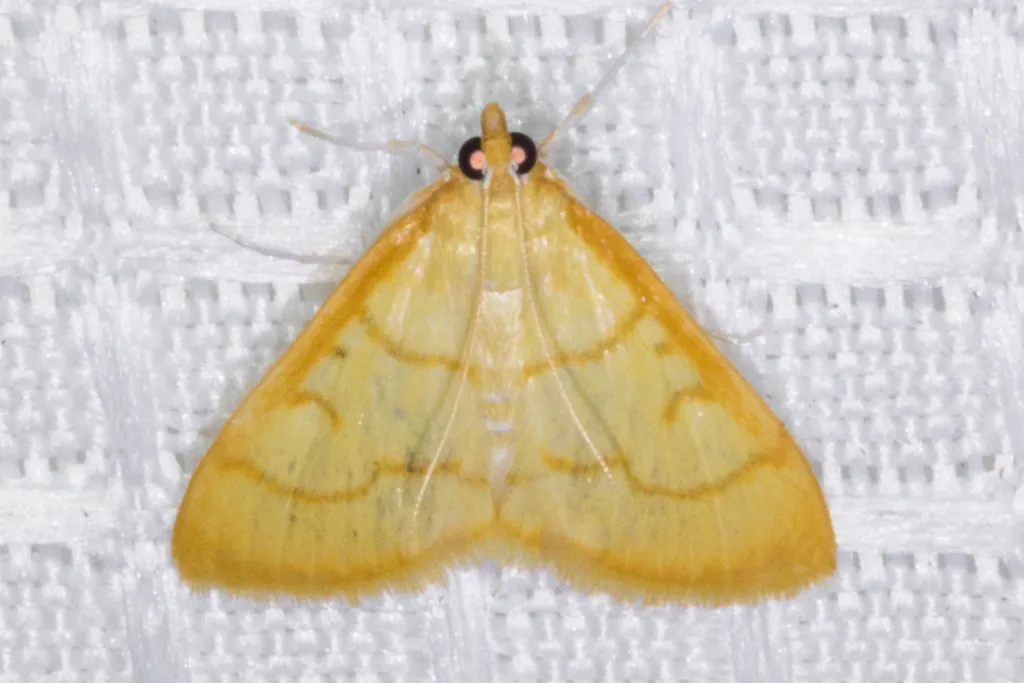 Helvibotys pseudohelvialis - Hodges#4981 - photo 2