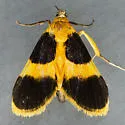 Helvibotys pucilla - Hodges#4984 - photo 2