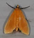 Helvibotys pucilla - Hodges#4984 - photo 3