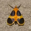 Helvibotys pucilla - Hodges#4984 - photo 4