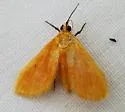 Helvibotys pucilla - Hodges#4984 - photo 5