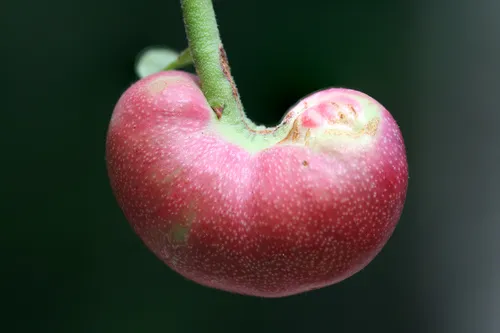 Blueberry Stem Gall Wasp - photo 2