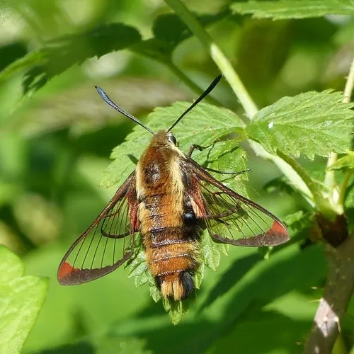 Hemaris aethra - Hodges#7855.2