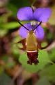 Slender Clearwing - Hodges#7854 - photo 2