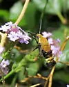 Hemaris thetis - Hodges#7855.1 - photo 3