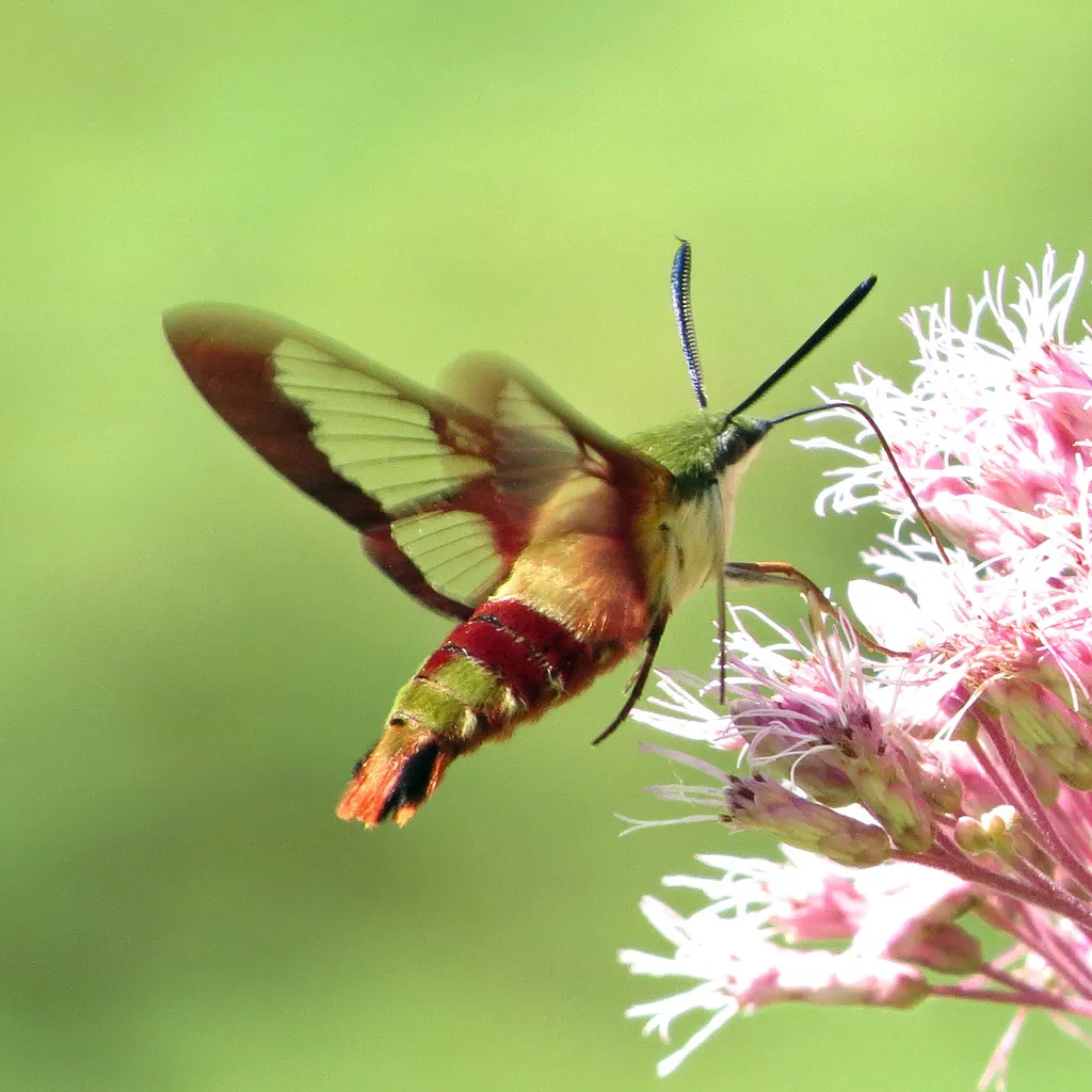 Hummingbird Clearwing - photo 2