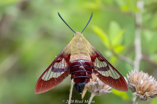 Hummingbird Clearwing - photo 6