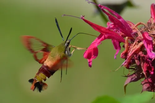 Hummingbird Clearwing - photo 7