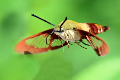 Hummingbird Clearwing - photo 8