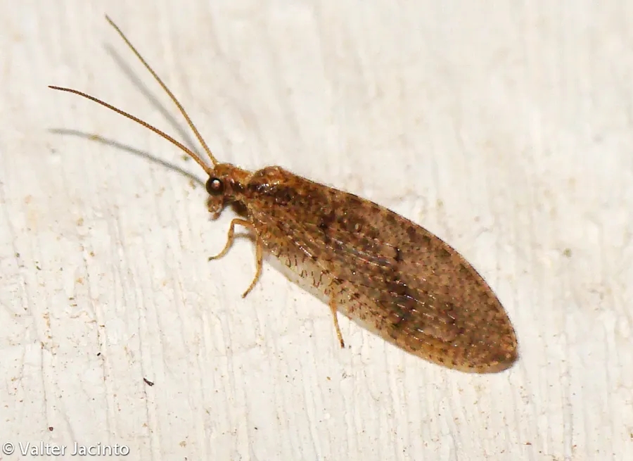 Brown Lacewings - photo 2