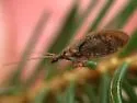 Hemerobius conjunctus