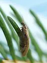 Hemerobius conjunctus - photo 2