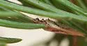 Hemerobius conjunctus - photo 3