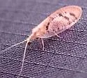 Hemerobius conjunctus - photo 5