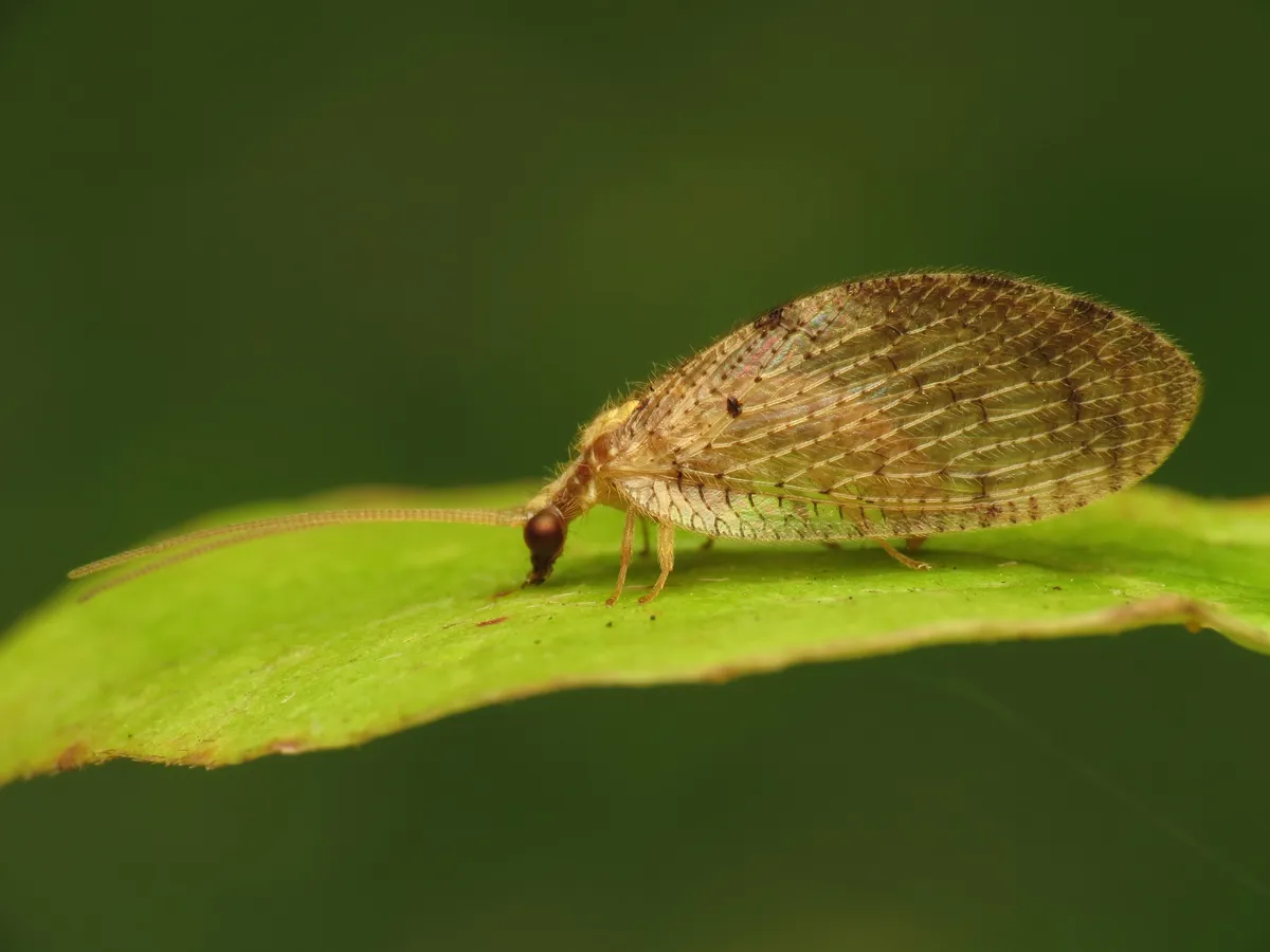 Hemerobius humulinus