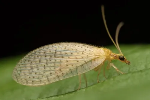 Hemerobius micans