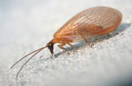 Hemerobius nitidulus