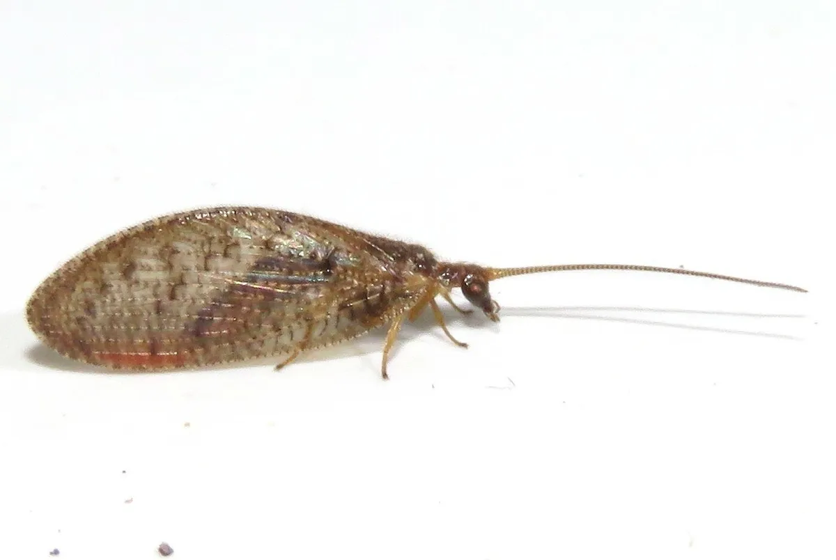 Hemerobius stigma