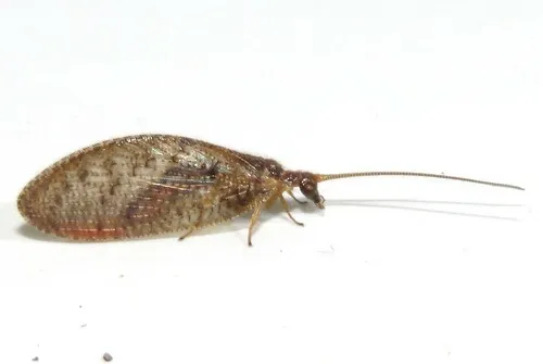Hemerobius stigma - photo 2