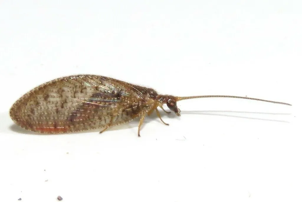 Hemerobius stigma - photo 3