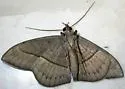 Hemeroblemma opigena - Hodges#8645 - photo 4