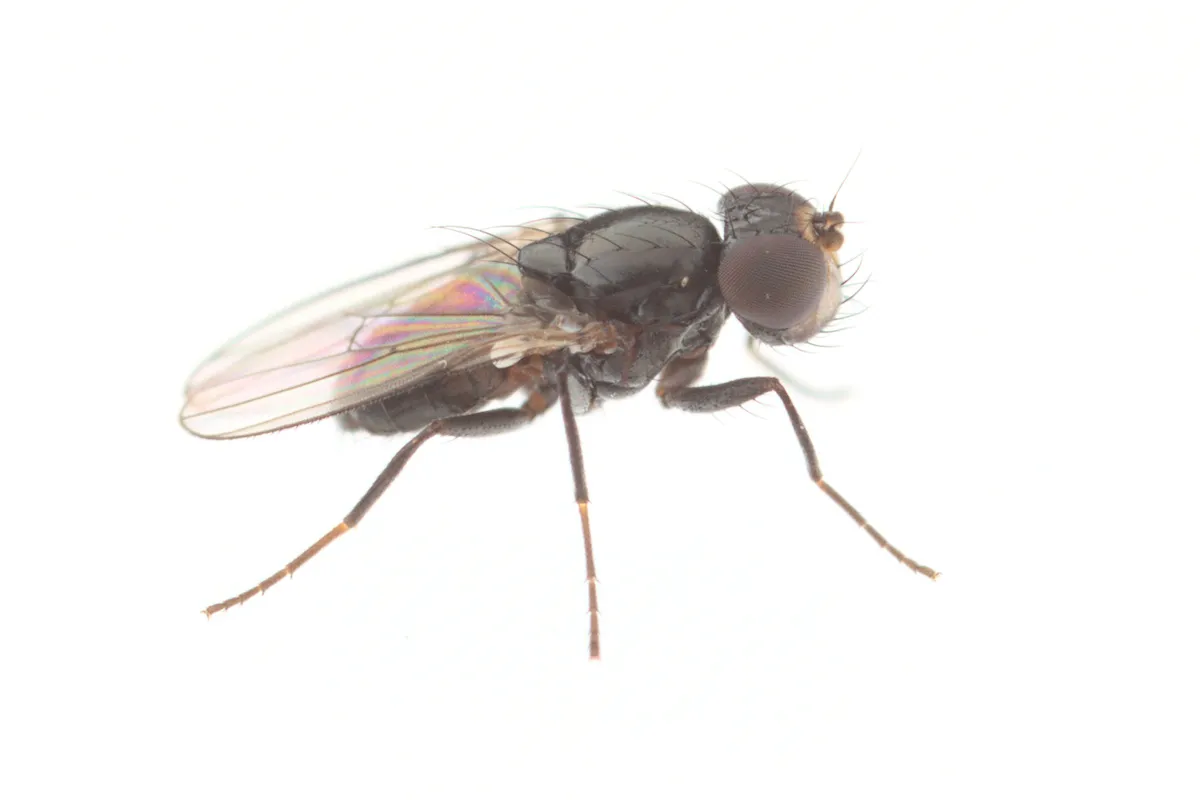 Hemeromyia obscura - photo 3