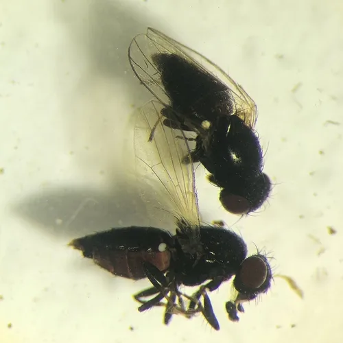Hemeromyia washingtona