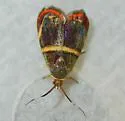 Hemerophila Moth - Hodges#2655