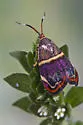 Hemerophila Moth - Hodges#2655 - photo 4