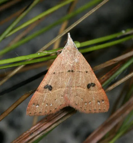 Black-dotted Hemeroplanis - Hodges#8471