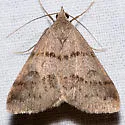 Hemeroplanis historialis - Hodges#8472