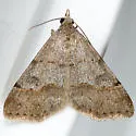 Hemeroplanis historialis - Hodges#8472 - photo 2