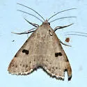 Hemeroplanis historialis - Hodges#8472 - photo 3