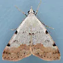 Hemeroplanis historialis - Hodges#8472 - photo 4