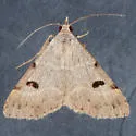 Hemeroplanis historialis - Hodges#8472 - photo 5
