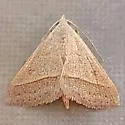 Hemeroplanis immaculalis - Hodges#8476