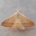 Hemeroplanis immaculalis - Hodges#8476 - photo 2